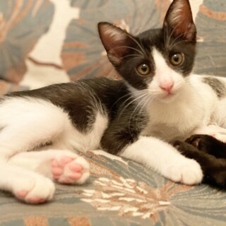 靴下履いたハチワレ男子部２ヶ月イケメン！