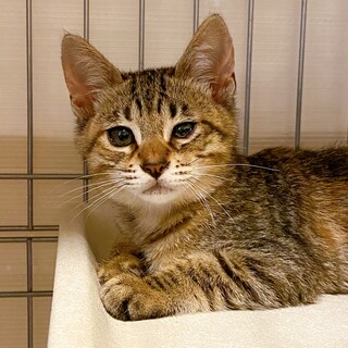 【他サイト似て決定】空前絶後の可愛い4キョウダイ