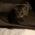 キジトラ子猫！里親募集　募集停止