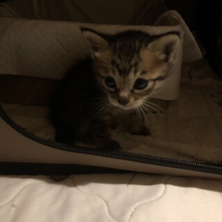 キジトラ子猫！里親募集　募集停止