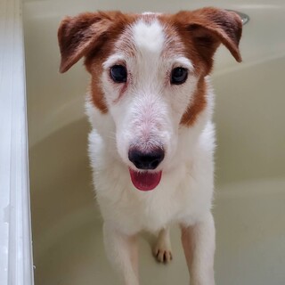 ジャックラッセルテリア　はるおくん