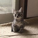 サバトラの元気ハツラツな男の子！