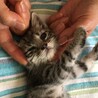 サバトラの元気ハツラツな男の子！ サムネイル2
