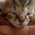 生後1ヶ月の子猫