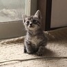 サバトラの元気ハツラツな男の子！ サムネイル4