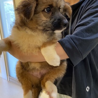 大きめ予想☆ふうた君の家族を探してます。