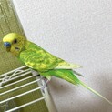 セキセイインコオス1歳未満