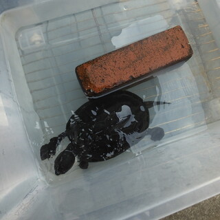 18年飼育した甲長15cmのクサガメの里親を求む