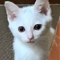 まだ小さい白い子猫、ブランくん
