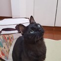募集中止　人馴ればつぐん！綺麗な瞳の黒猫るーくん。