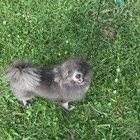 アトム