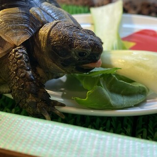 急募！イベラギリシャリクガメの里親さん募集