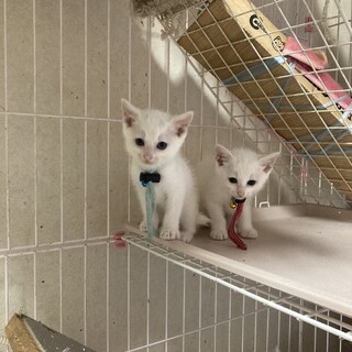 続々、入園ニャン（╹◡╹）♡