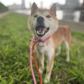 柴犬☆優しいジンくん☆6歳