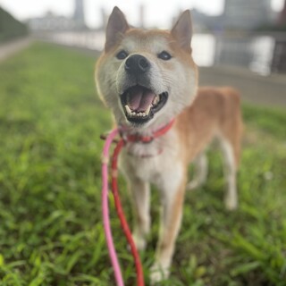 柴犬☆優しいジンくん☆6歳