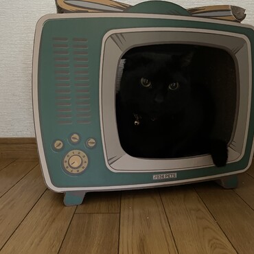 もうすぐ夏、僕が来た日から一年