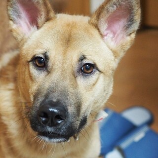 「花九郎」男の子