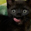 愛らしくろねこ；クウちゃん