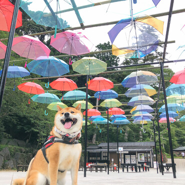 法多山尊永寺のアンブレラスカイ