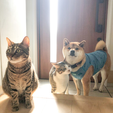 僕の弟の、トラ（左）と、ムギ（右）