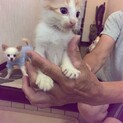 可愛い茶白のアマくん