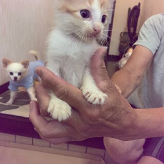 可愛い茶白のアマくん