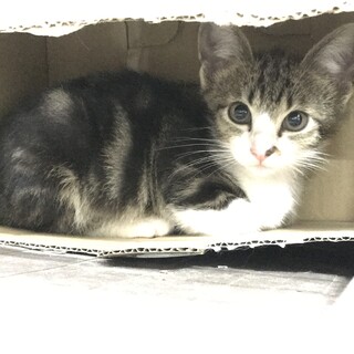 抱っこ出来る　仔猫メス0.9キロ