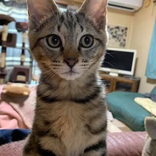 アメショ柄の男の子