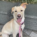 求む❗️ビビリ犬上級者　お見合い可能です！
