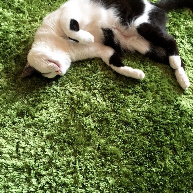 すずふくちゃんのカバー写真