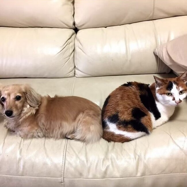 うかさんのカバー写真