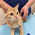 人馴れ問題なし！可愛い茶トラ君