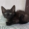 抱っこできちゃうビビり屋♪ビリーくん　 サムネイル2