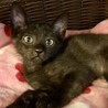 抱っこできちゃうビビり屋♪ビリーくん　 サムネイル3