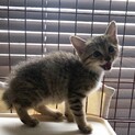 鍵しっぽのムギトラくん