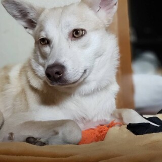 思わず見とれちゃう♡美犬な  Azuさん