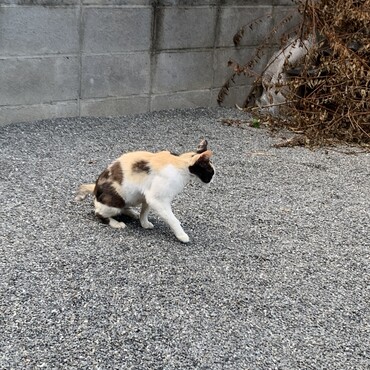 あんこちゃんTNR終わりました。抜歯もしました。お疲れ様でした。