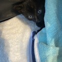 可愛い甘えん坊な猫ちゃん
