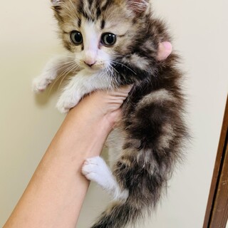 【ふわふわ長毛子猫】ちょっとびびりなポリスくん