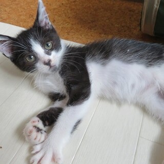 人馴れ抜群のはくちゃん