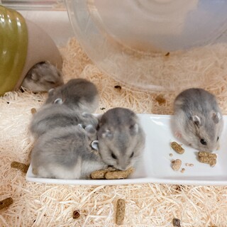 ハムスター　サファイアブルーの赤ちゃん