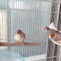 キンカチョウ里親募集