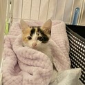 2ヶ月半　ちょっとおとぼけな三毛ねこ