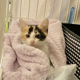 2ヶ月半　ちょっとおとぼけな三毛ねこ