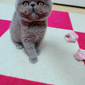 エキゾチックの里親さん募集します
