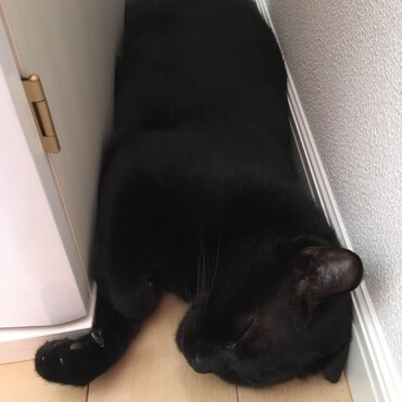 すみっこ。