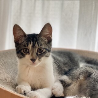 元気いっぱい3ヶ月のキジ白兄弟