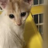 おっとり子猫　豊月 サムネイル2