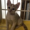 おっとり子猫　豊月 サムネイル3