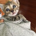 【約1ヶ月】可愛らしい小顔の子猫ちゃん